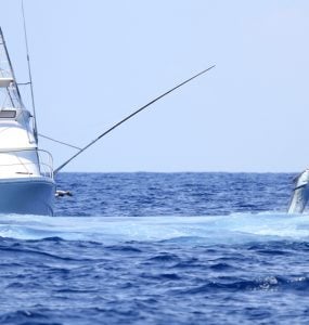 Black marlin jumps near charter boat