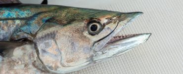 closeup of kingfish face