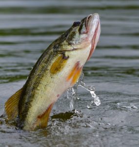 largemouth bass jumping out of the water