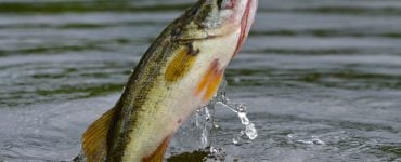 largemouth bass jumping out of the water