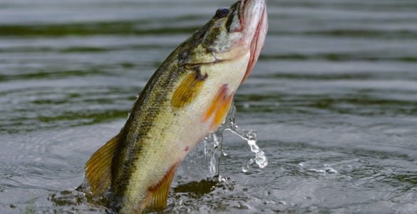 largemouth bass jumping out of the water