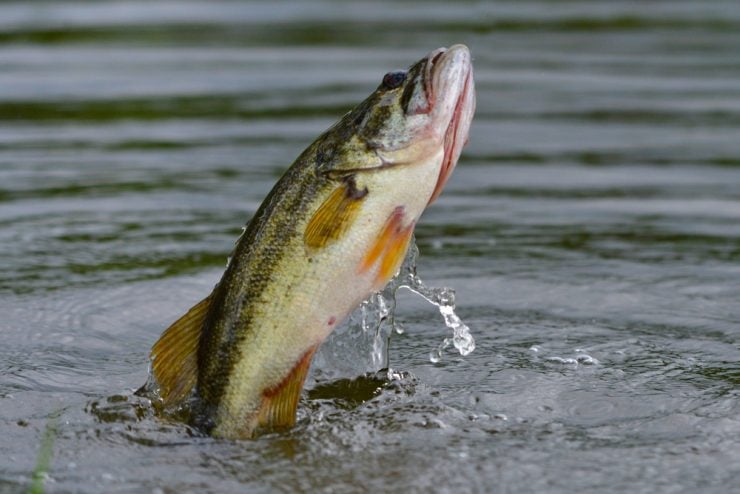 largemouth bass jumping out of the water