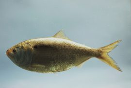 7 Best Baits for Bluefish - Fishmasters.com