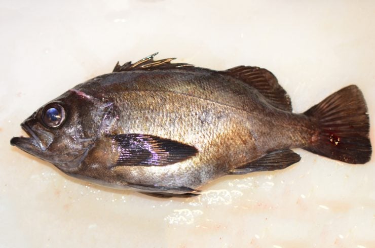 can-you-eat-rockfish-and-is-it-safe-fishmasters