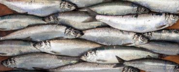 fresh skipjack herring