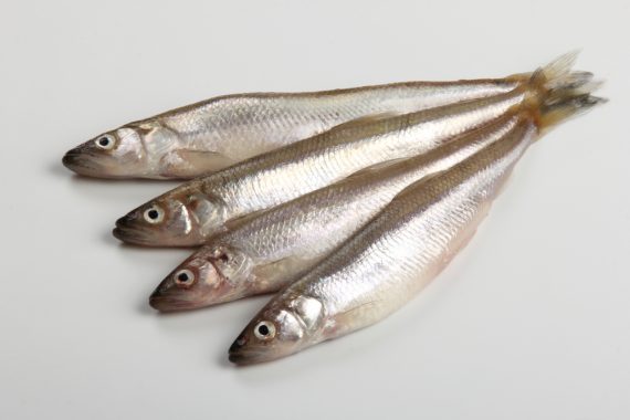 How to Catch Sturgeon With These 7 Baits - Fishmasters.com
