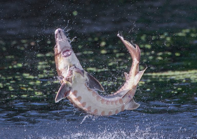 How to Catch Sturgeon With These 7 Baits