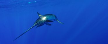 swordfish underwater
