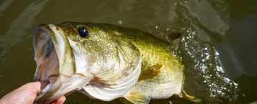 person holding a bass they caught