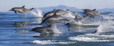 a pod of dolphins jumping out of the water
