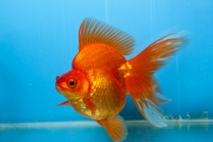 Can You Eat Goldfish and How Does it Taste? - Fishmasters.com