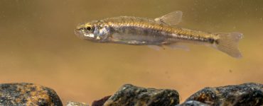 a single minnow swimming