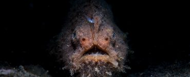 a frogfish in the dark depths of the ocean