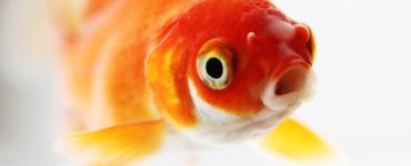 closeup face of a goldfish