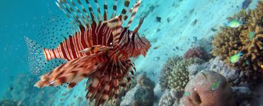 a lionfish swimming over coral