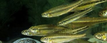 school of minnows