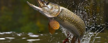 northern pike fish jumping out of the water