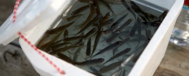 live minnows for bait in a bucket with an aerator