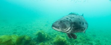 a black sea bass swimming