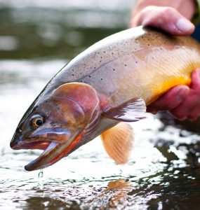 fisherman holding a freshwater trout