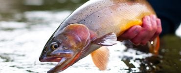 fisherman holding a freshwater trout