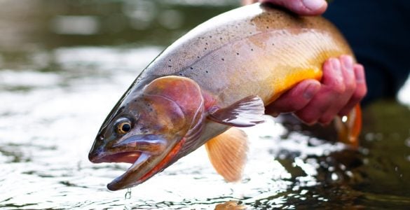 fisherman holding a freshwater trout