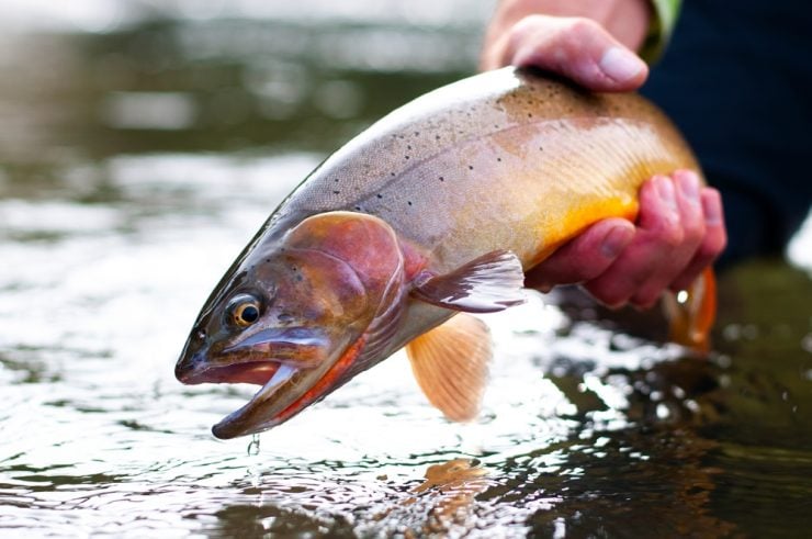 fisherman holding a freshwater trout