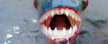 the teeth of a piranha