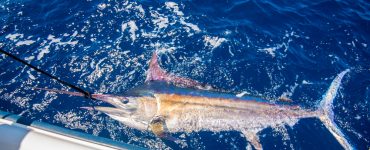 a black marlin caught on a fishing boat