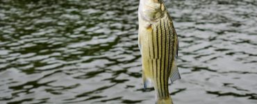 a yellow bass caught on a fishing line