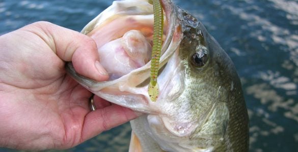 spring bass plastic worm