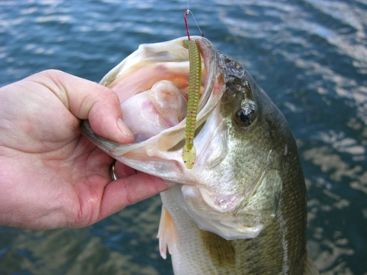 spring bass plastic worm