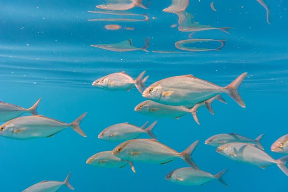 16 Types of Jack Fish Every Angler Should Know - Fishmasters.com