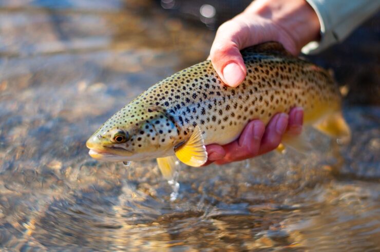 The Top 30 Trout Streams in Michigan - Fishmasters.com