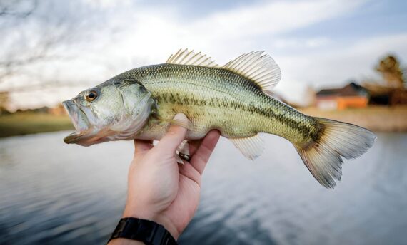 The Top 30 Fishing Lakes in Illinois - Fishmasters.com