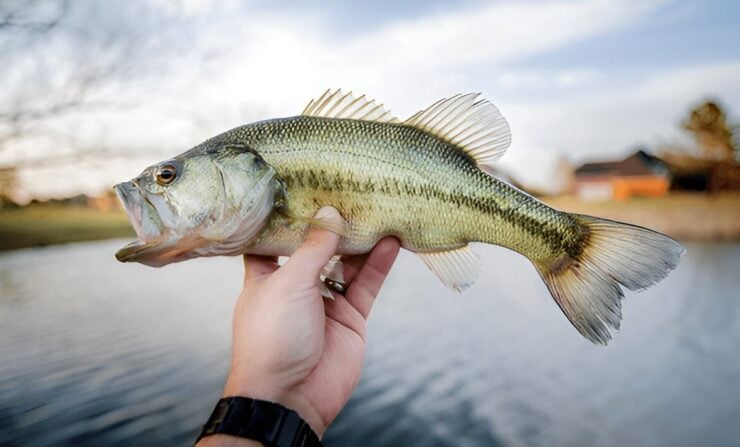 The Top 30 Fishing Lakes in Illinois - Fishmasters.com