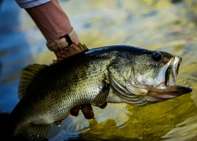 The Top 30 Fishing Lakes in Georgia Ranked - Fishmasters.com