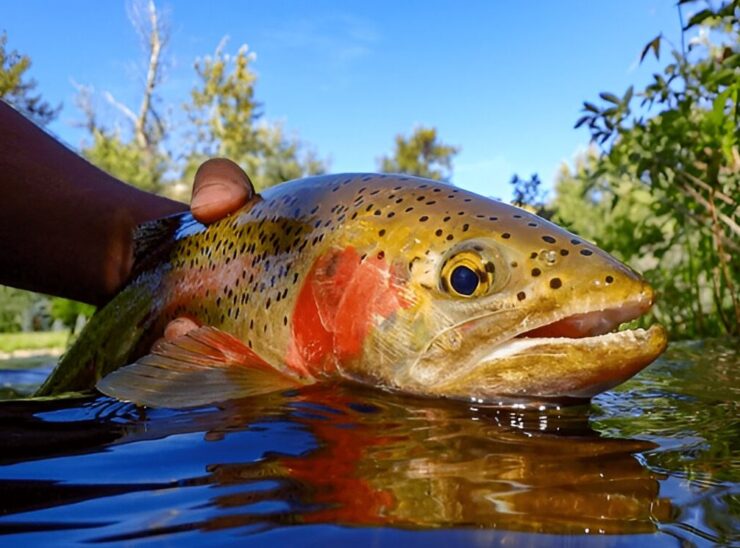 The Top 30 Fishing Lakes in Nebraska - Fishmasters.com