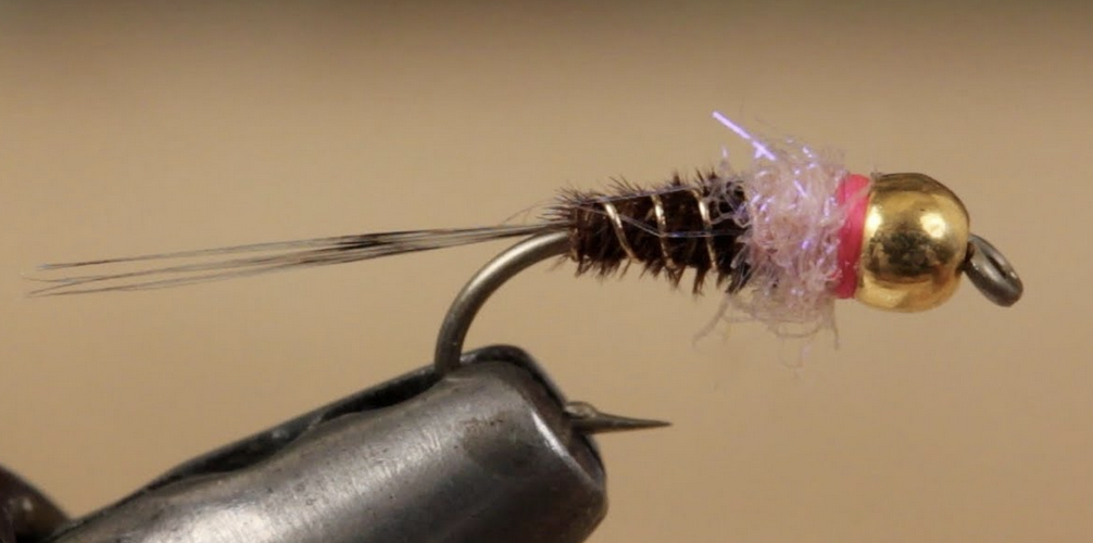 frenchie nymph